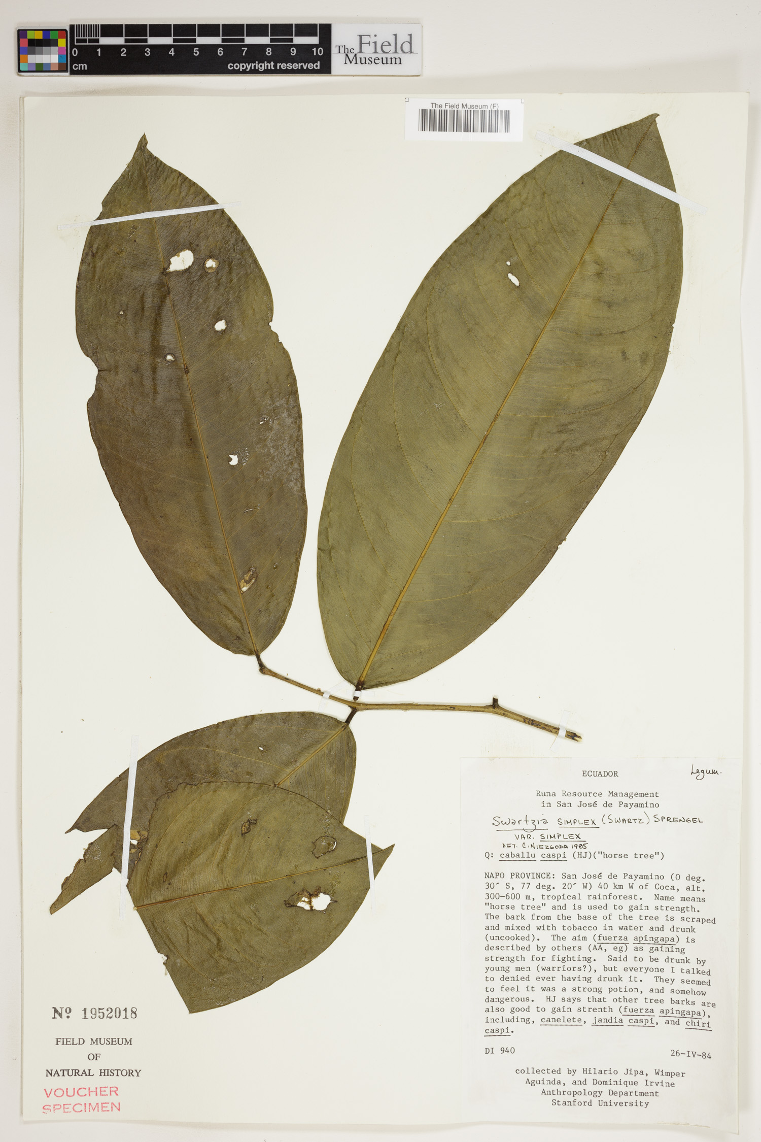 Swartzia simplex var. simplex image