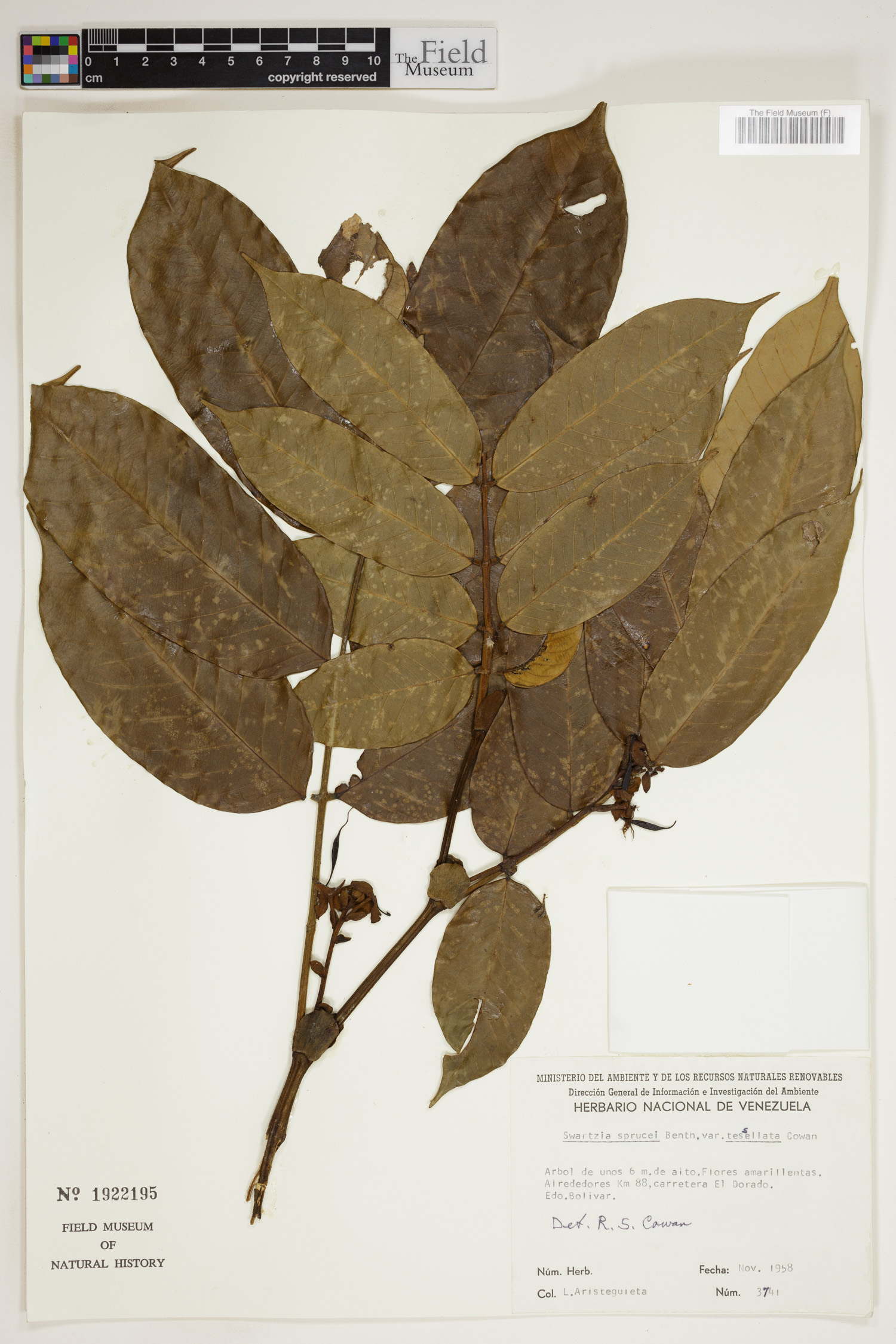 Swartzia sprucei image