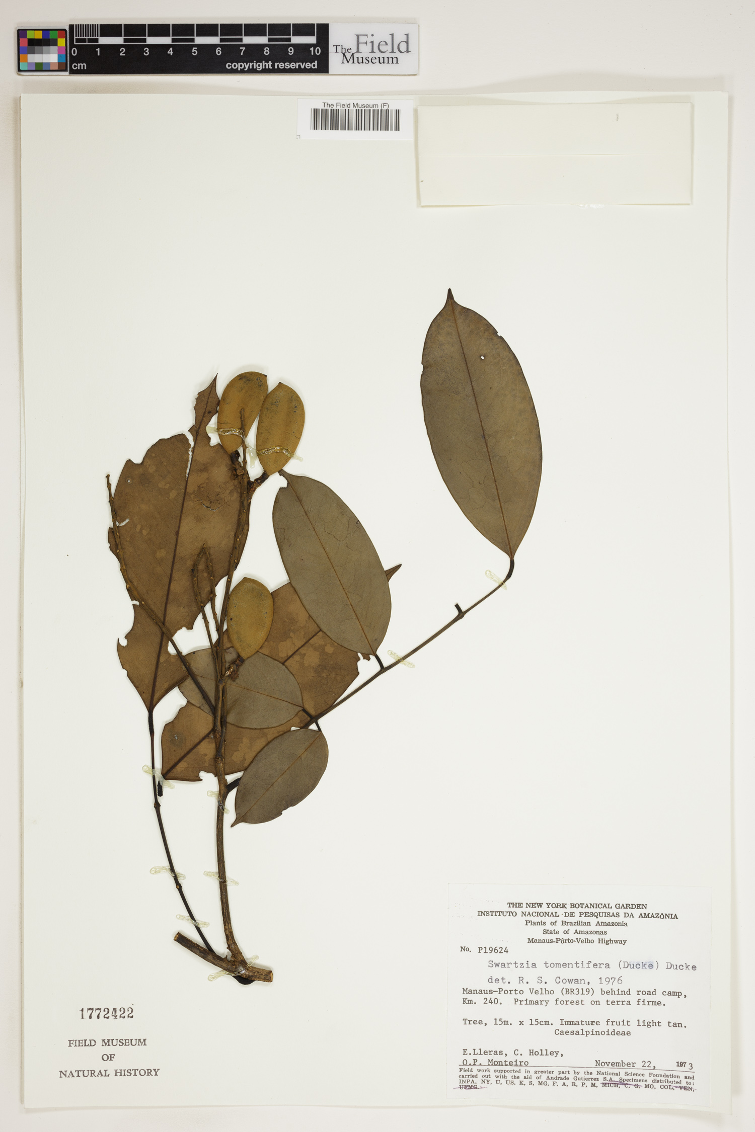 Swartzia tomentifera image
