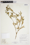 Stylosanthes acuminata image