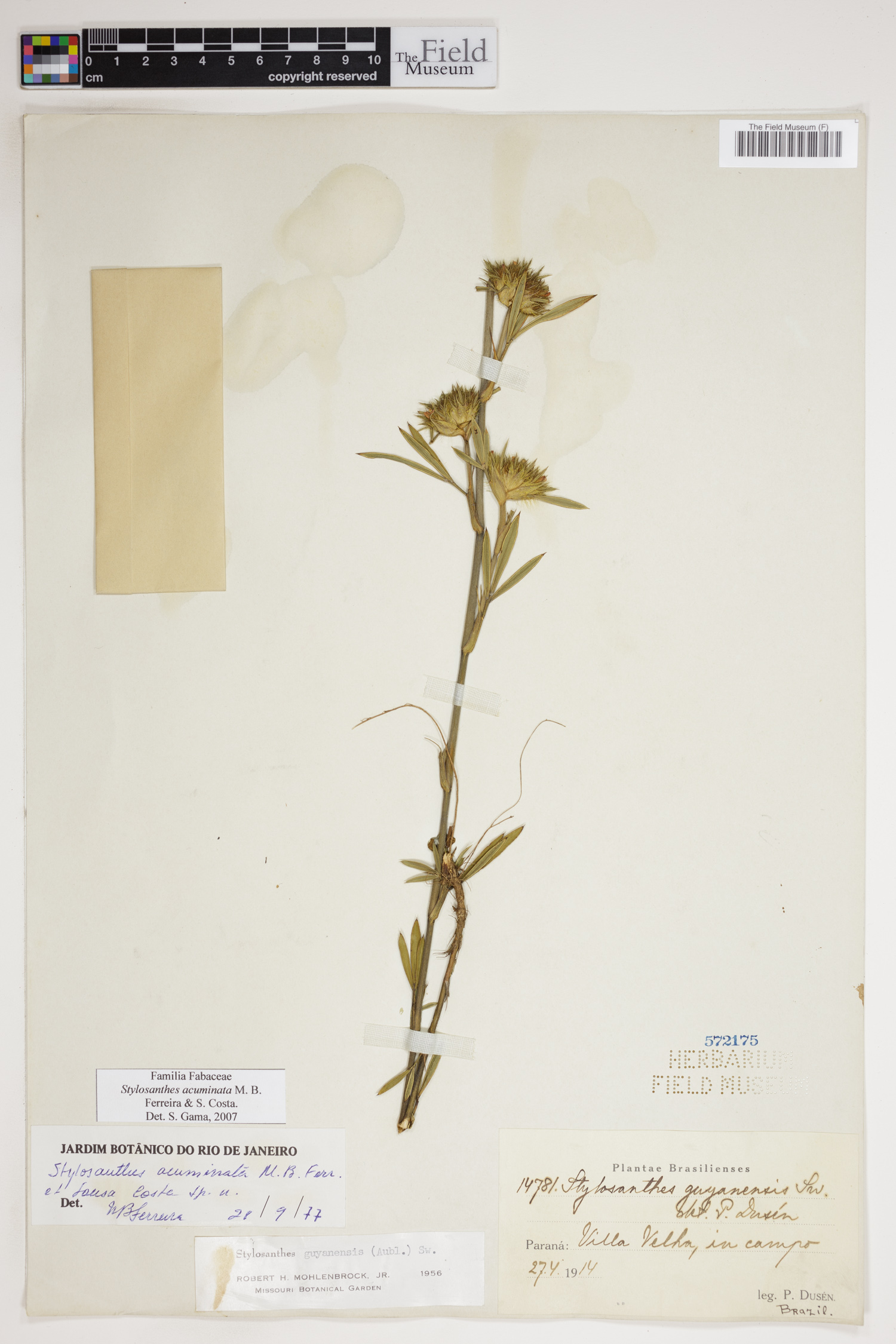 Stylosanthes acuminata image