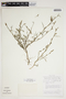 Stylosanthes angustifolia image