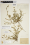 Stylosanthes angustifolia image