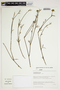 Stylosanthes gracilis image