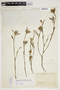 Stylosanthes guianensis image