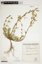 Stylosanthes guianensis image