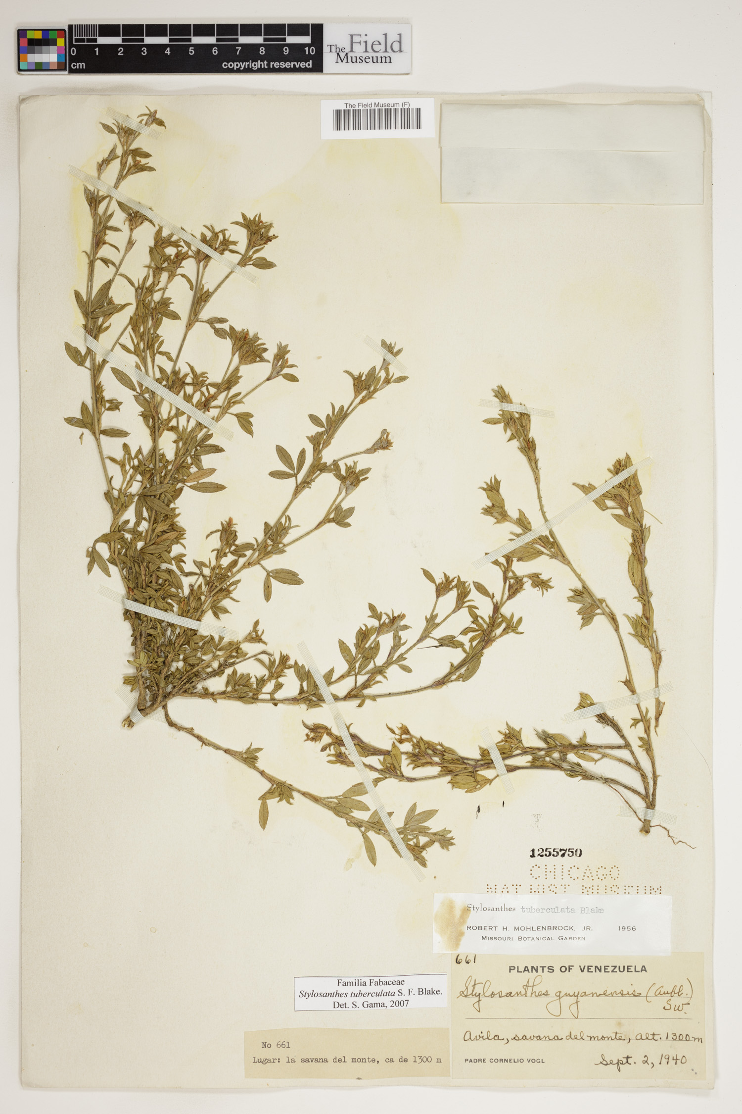 Stylosanthes tuberculata image