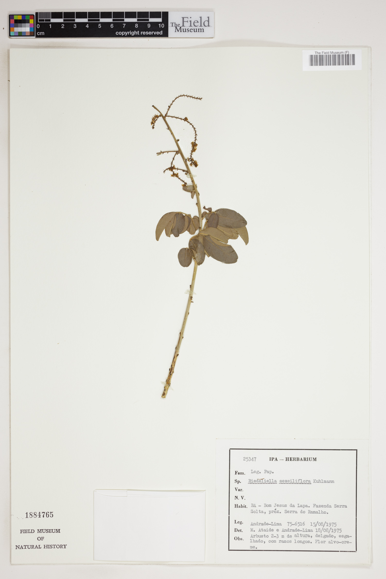 Riedeliella sessiliflora image