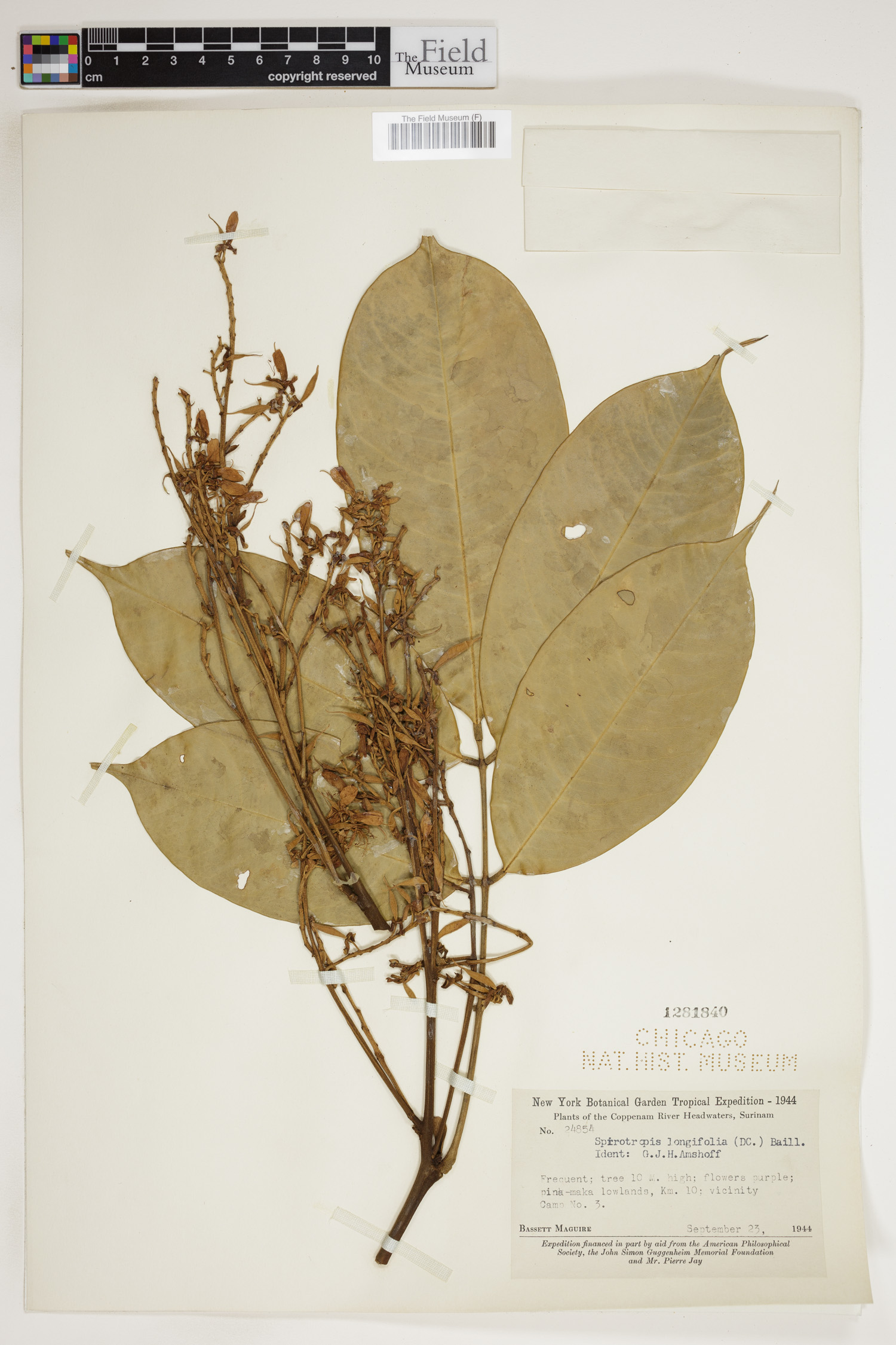 Spirotropis longifolia image