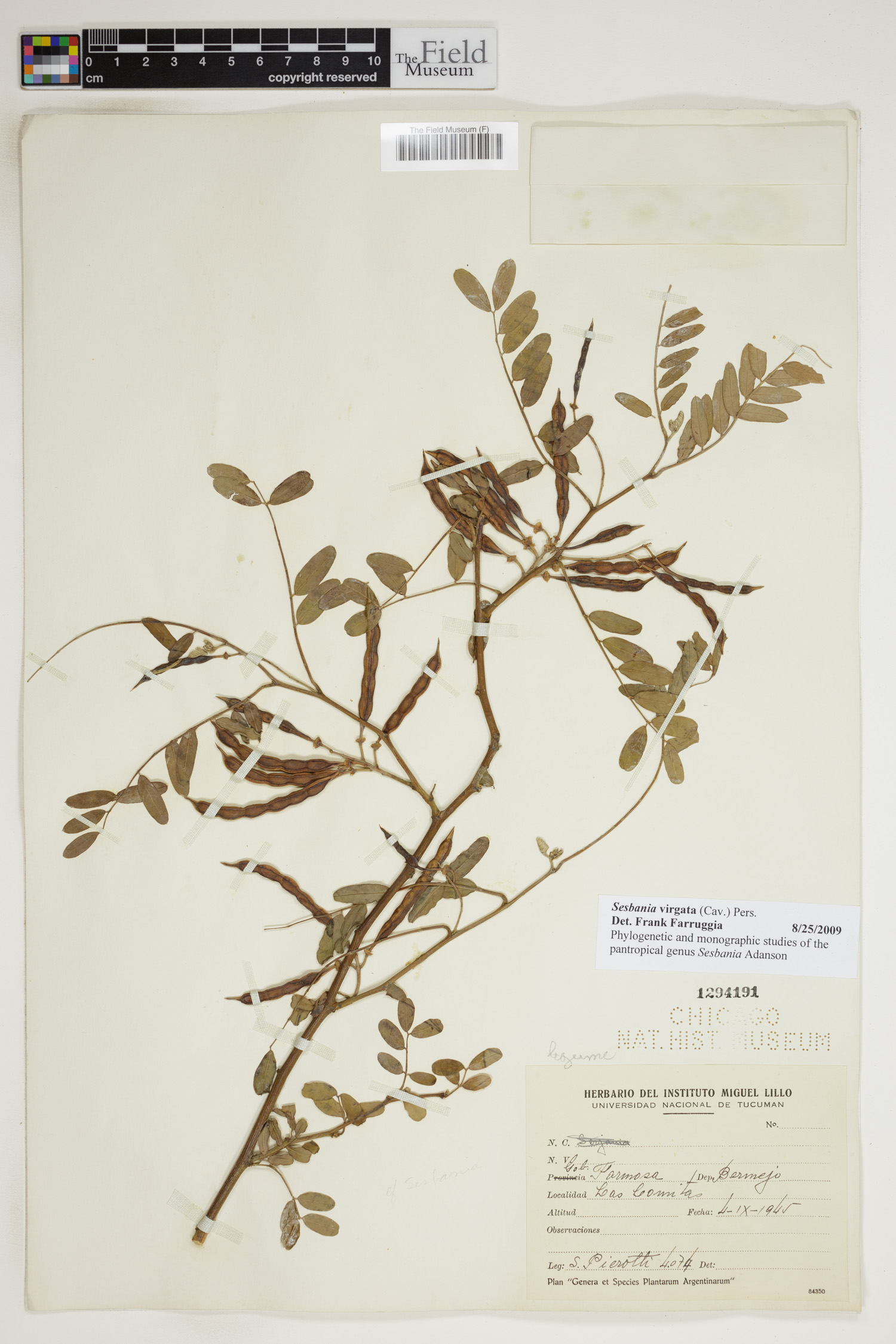 Sesbania virgata image