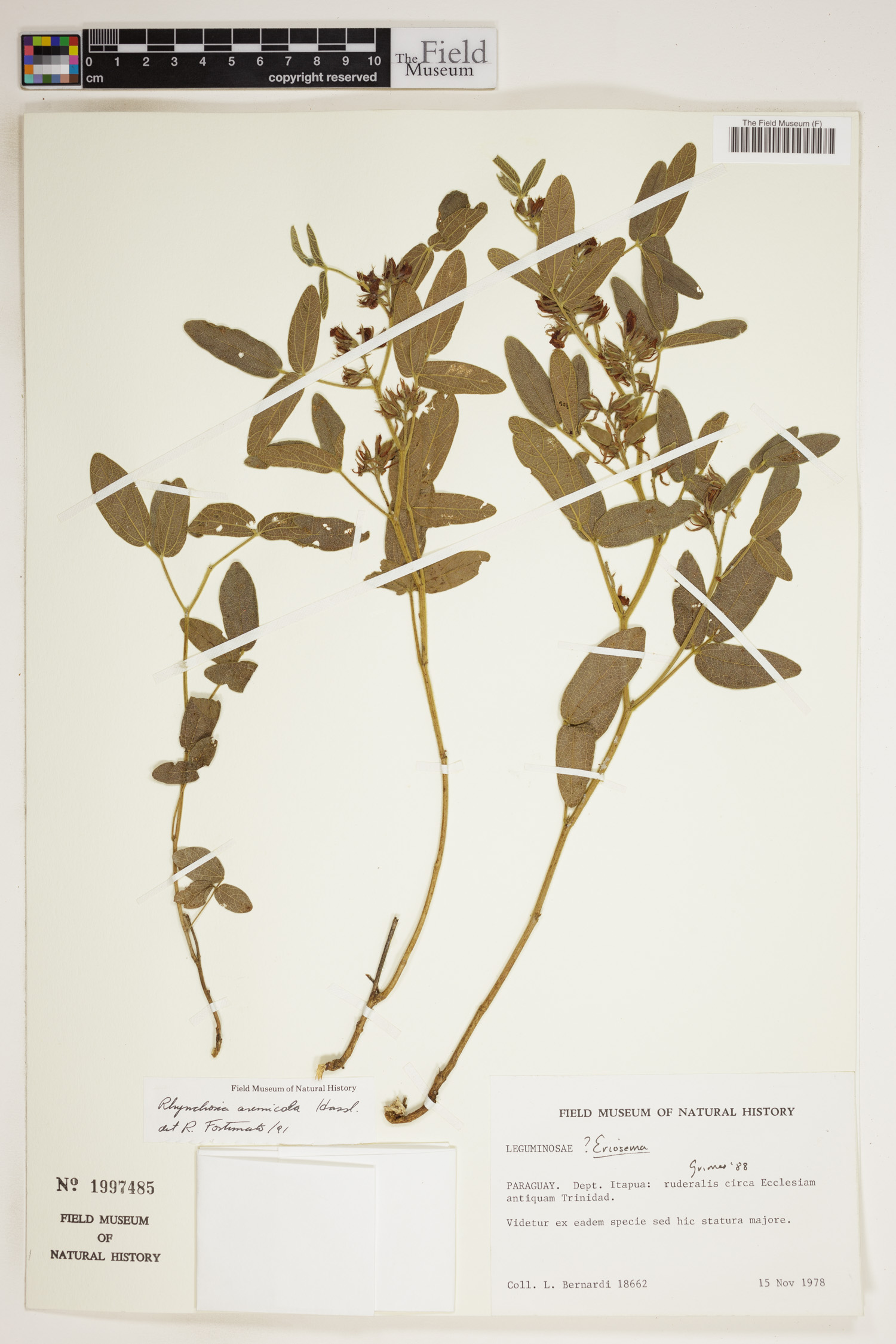 Rhynchosia arenicola image