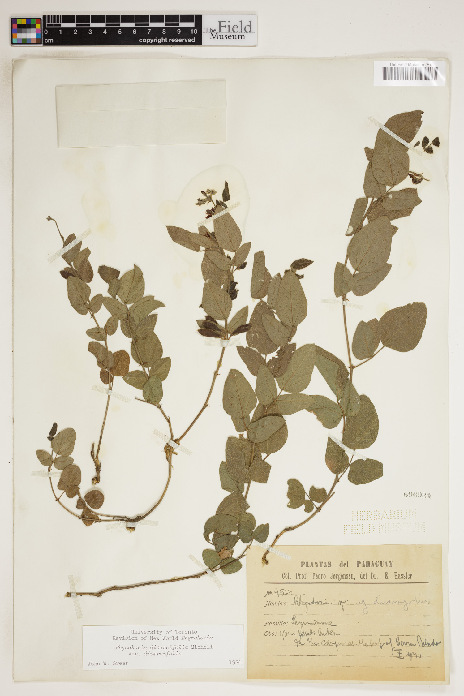 Rhynchosia diversifolia var. diversifolia image