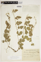 Rhynchosia diversifolia var. prostrata image