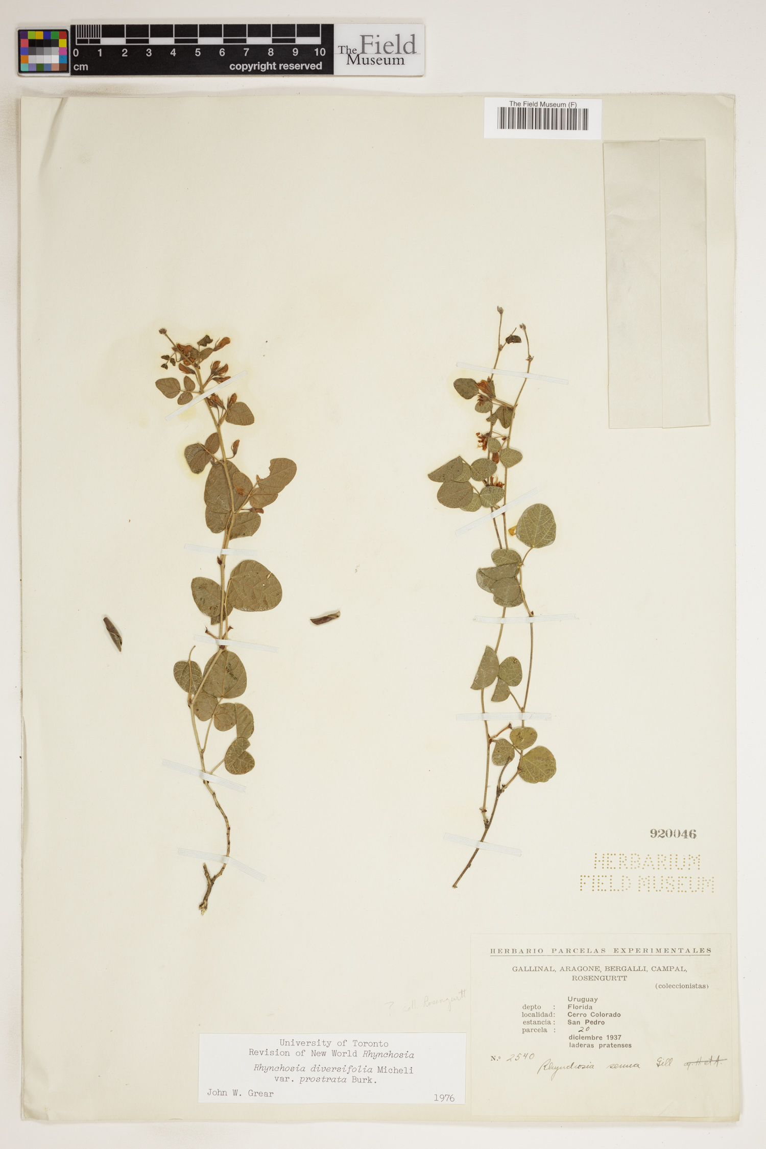 Rhynchosia diversifolia image