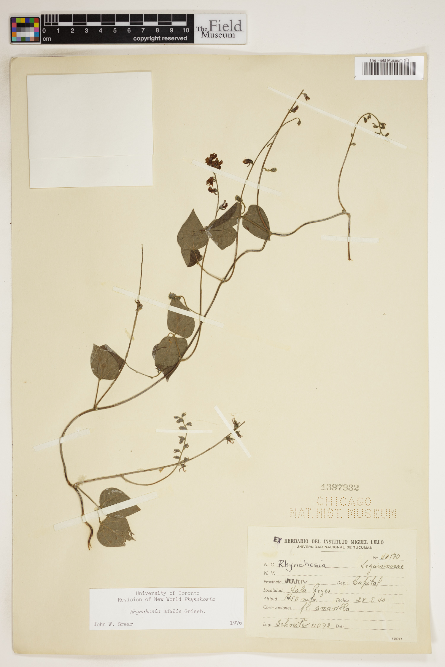 Rhynchosia edulis image