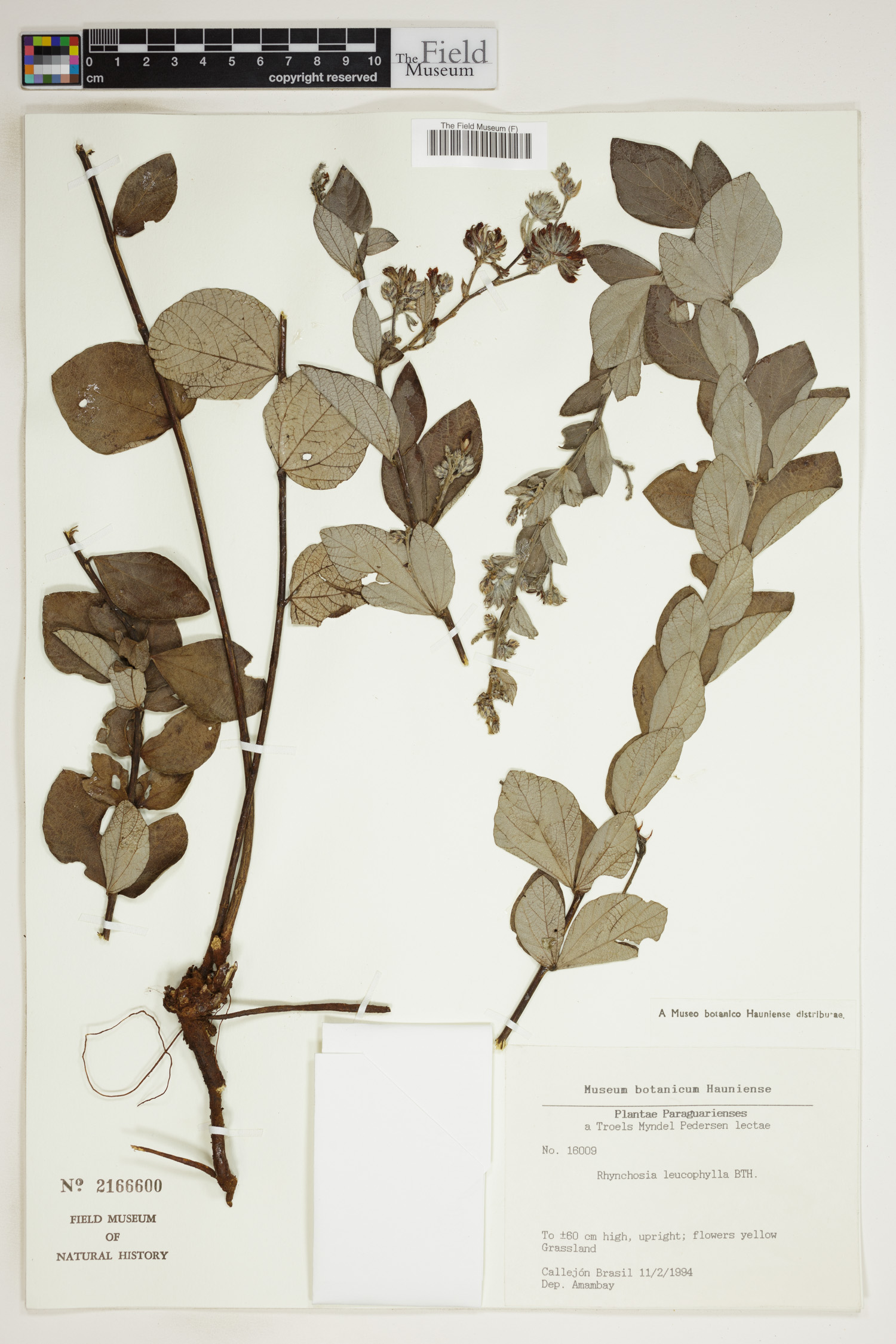 Rhynchosia leucophylla image