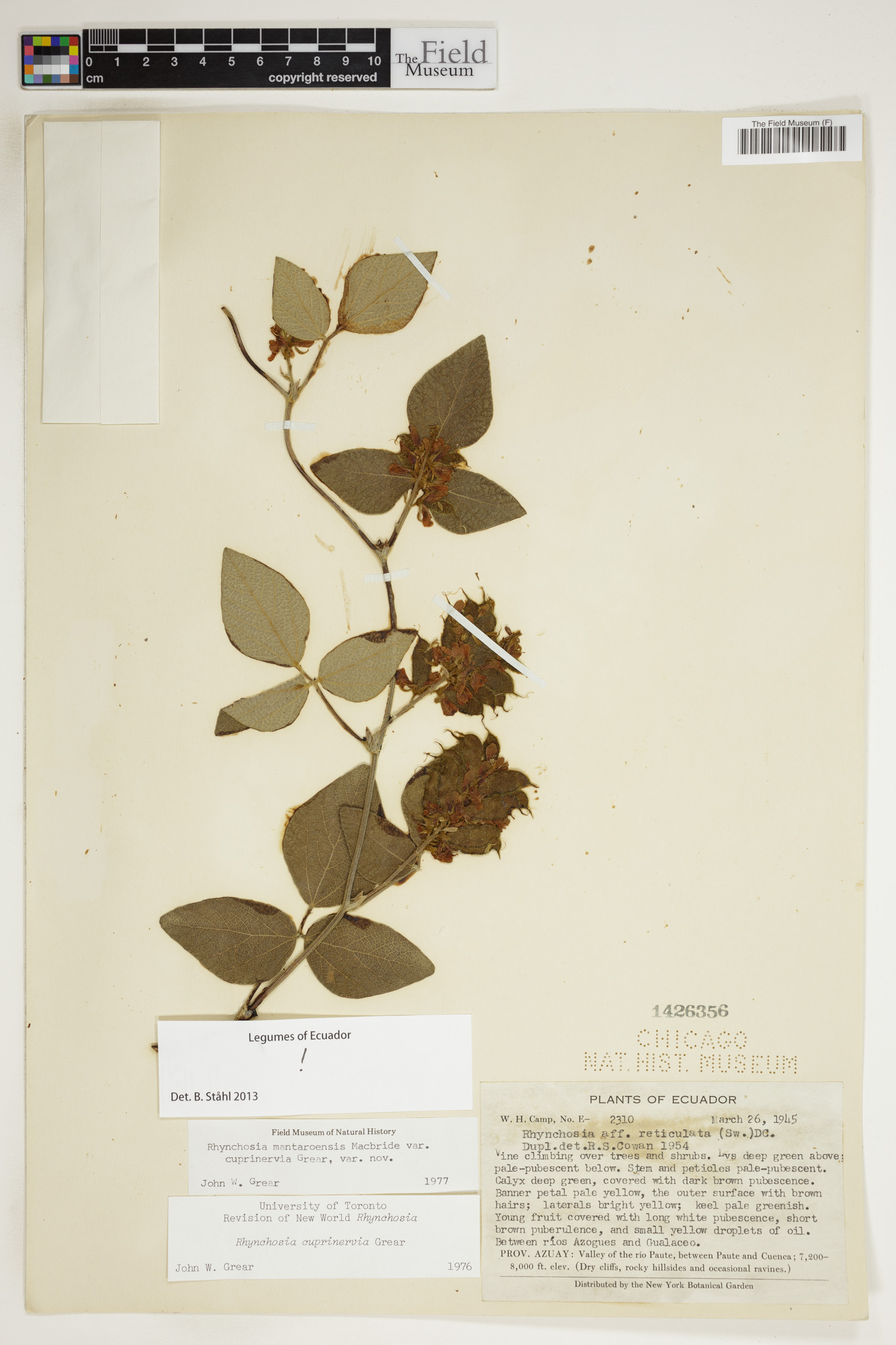 Rhynchosia mantaroensis image