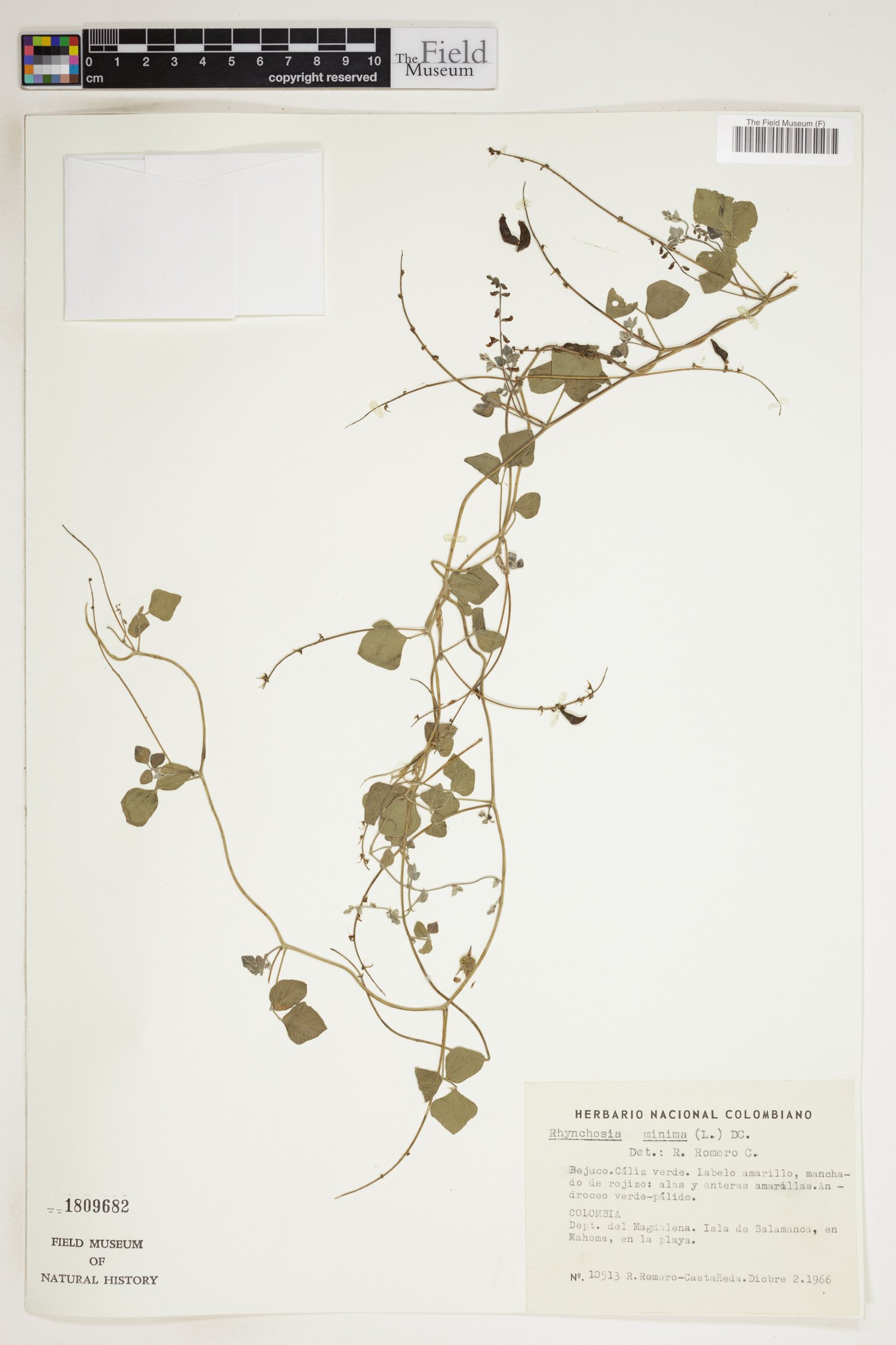Rhynchosia minima image