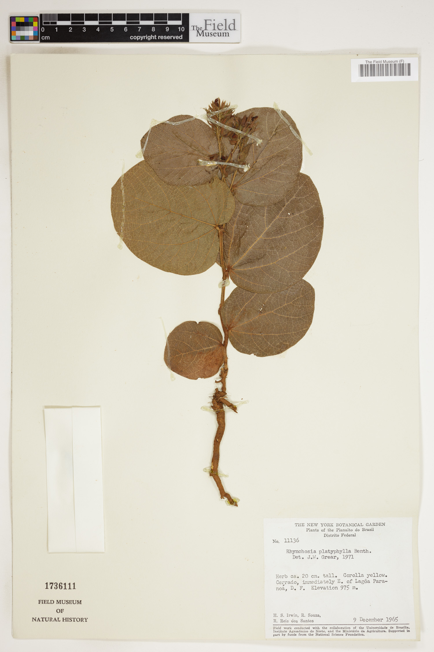 Rhynchosia platyphylla image