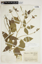 Rhynchosia schomburgkii image