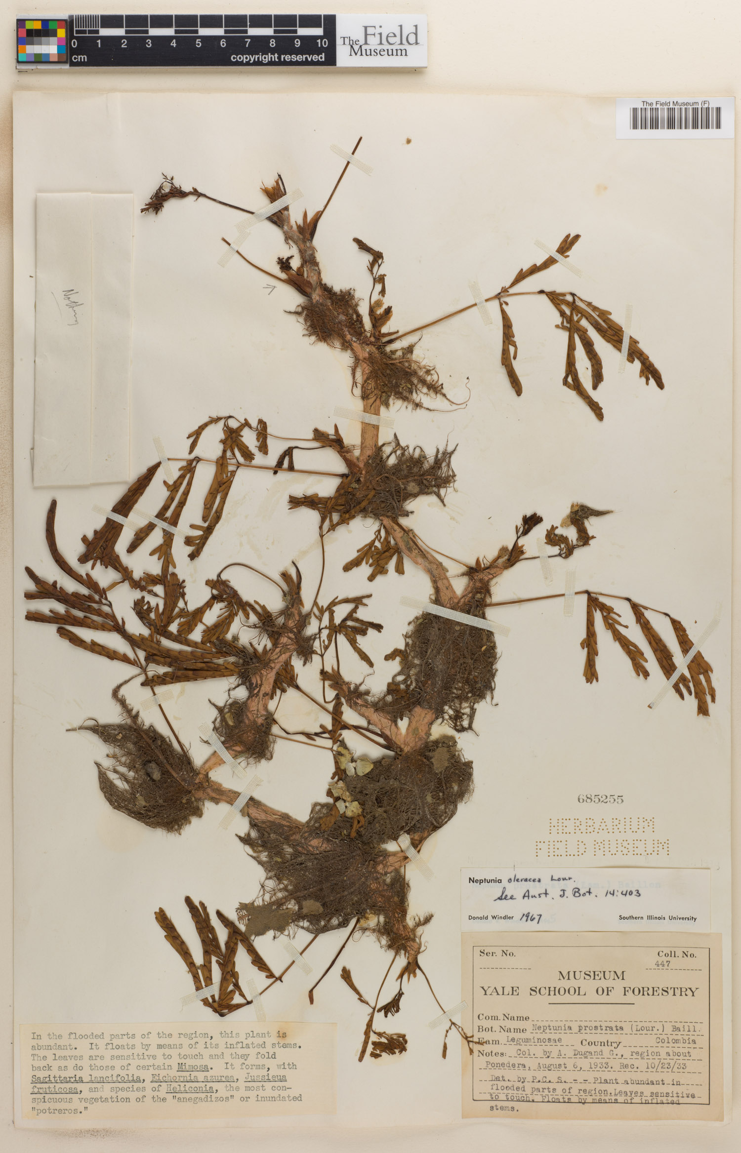 Neptunia prostrata image