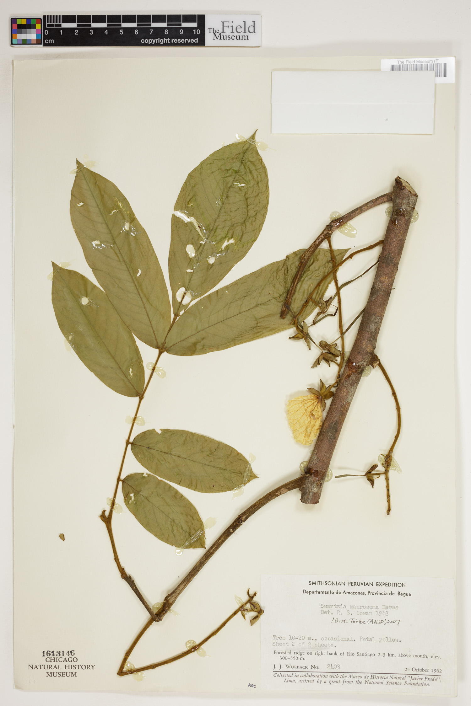 Swartzia macrosema image