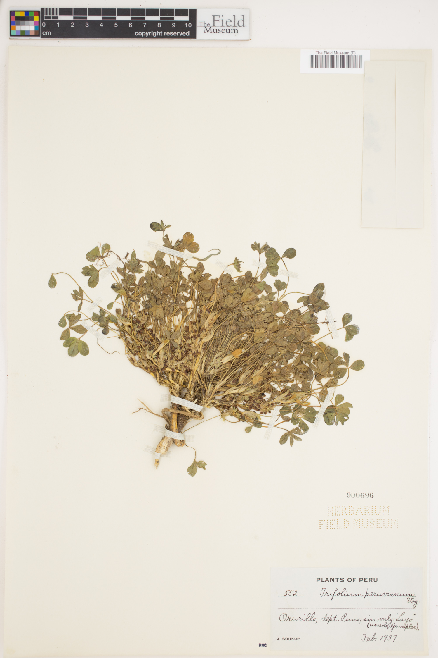 Trifolium peruvianum image