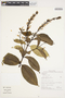 Vochysia guianensis image