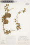 Gonopterodendron sarmientoi image