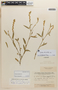 Zornia reticulata image