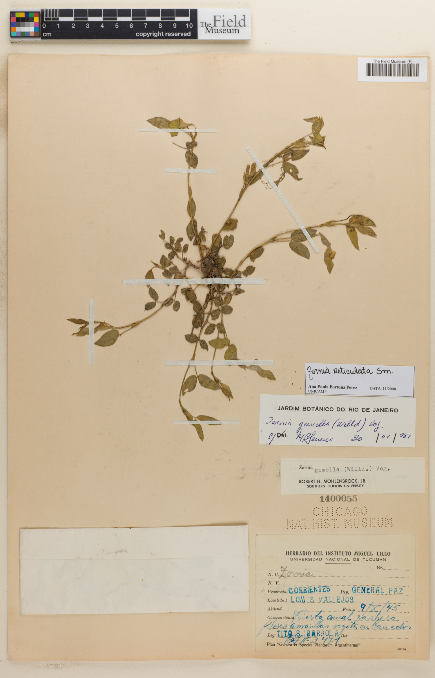 Zornia gemella image