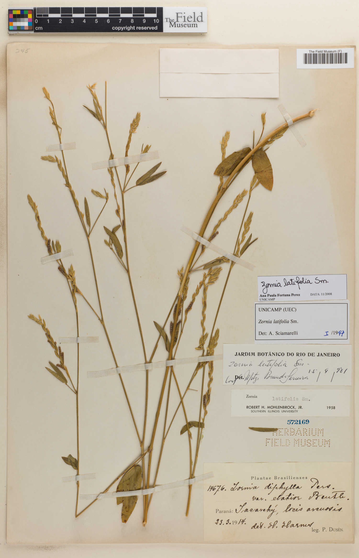 Zornia latifolia image