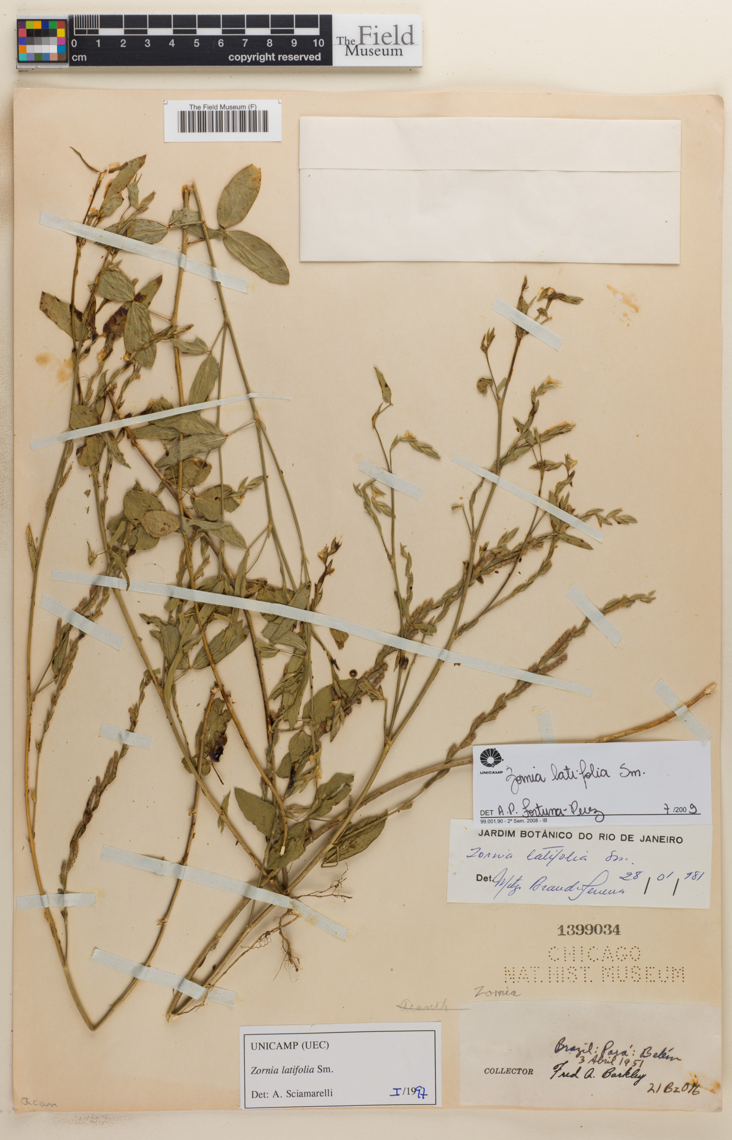 Zornia latifolia image