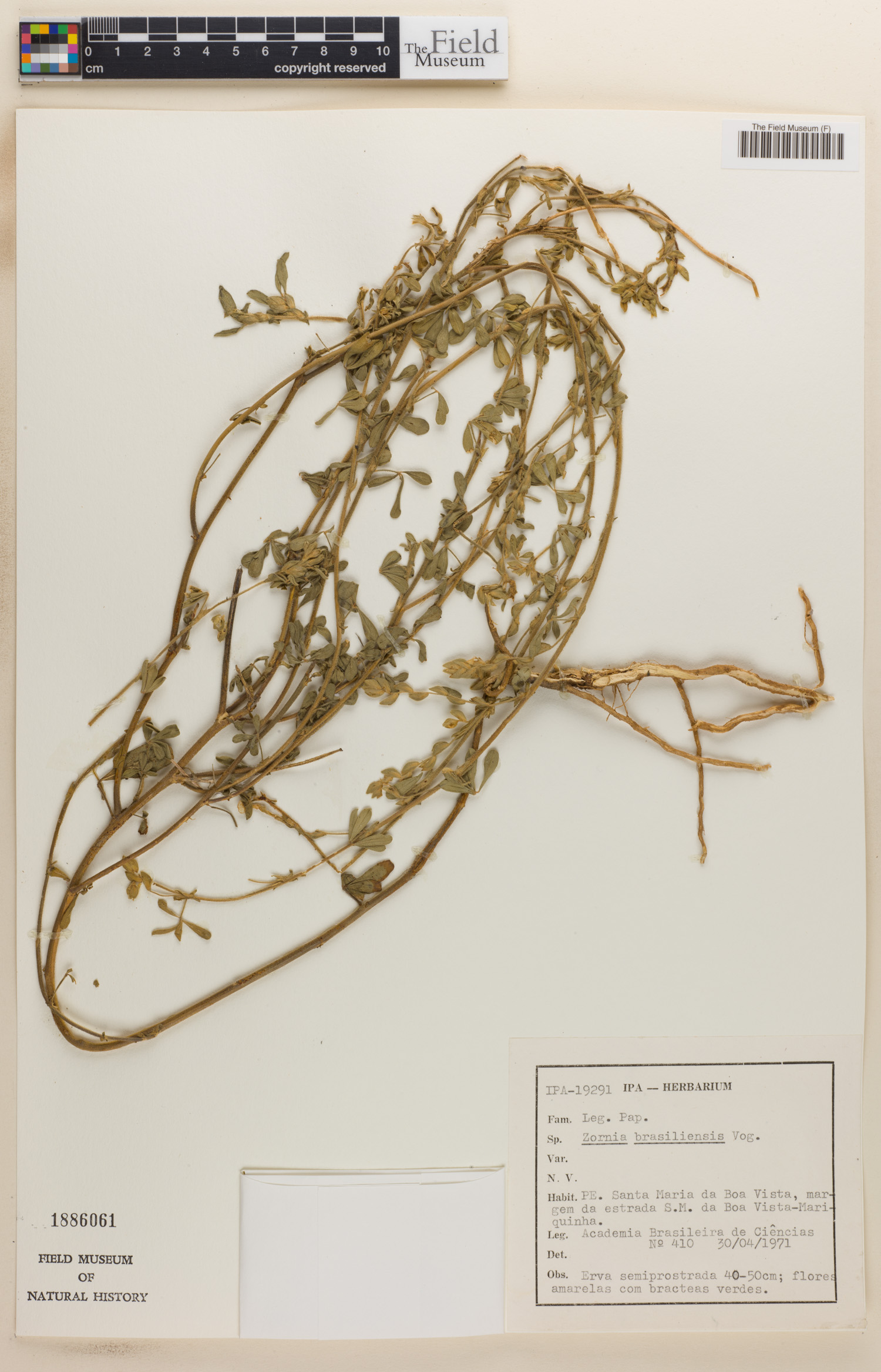 Zornia brasiliensis image