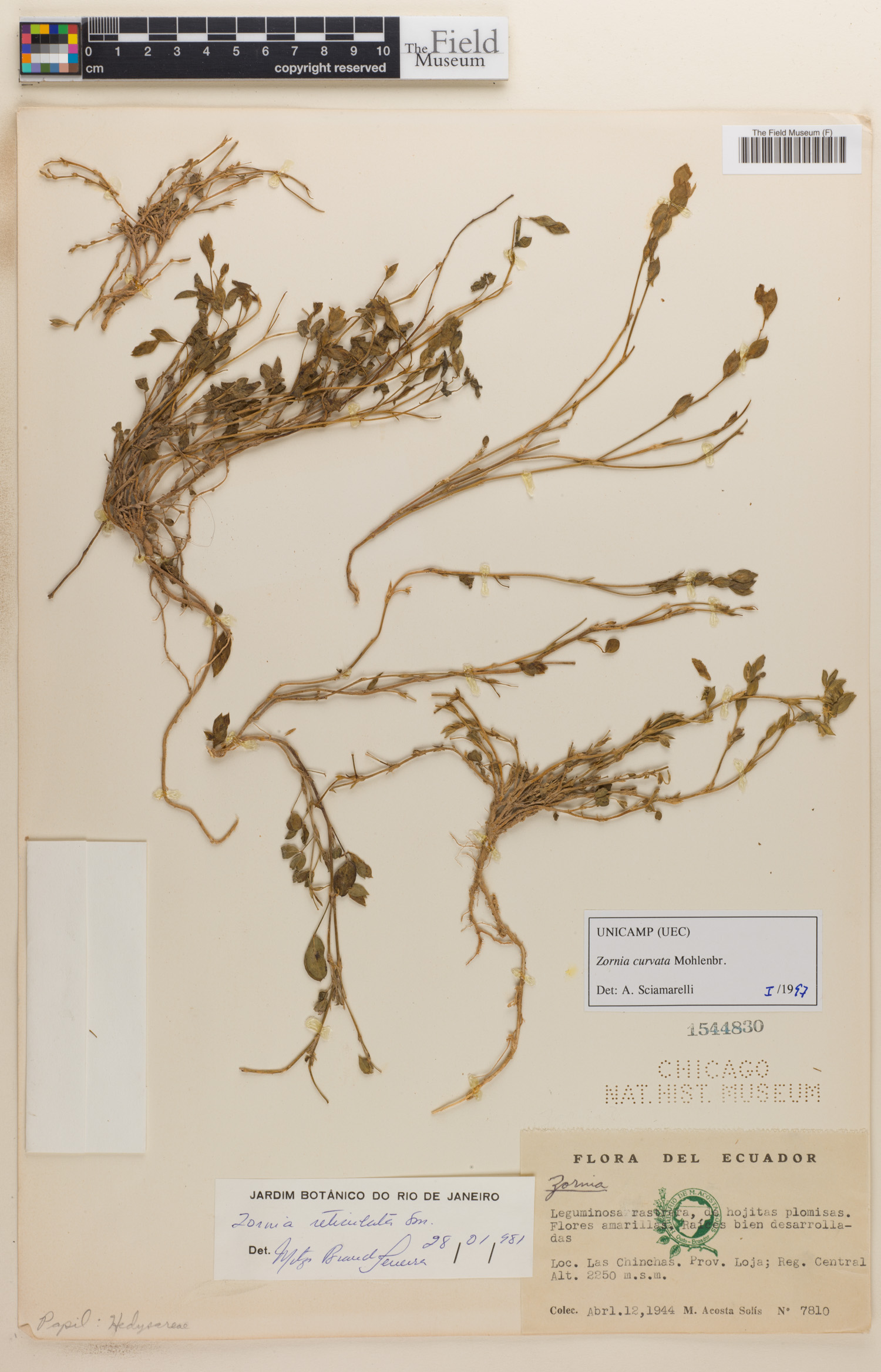 Zornia curvata image