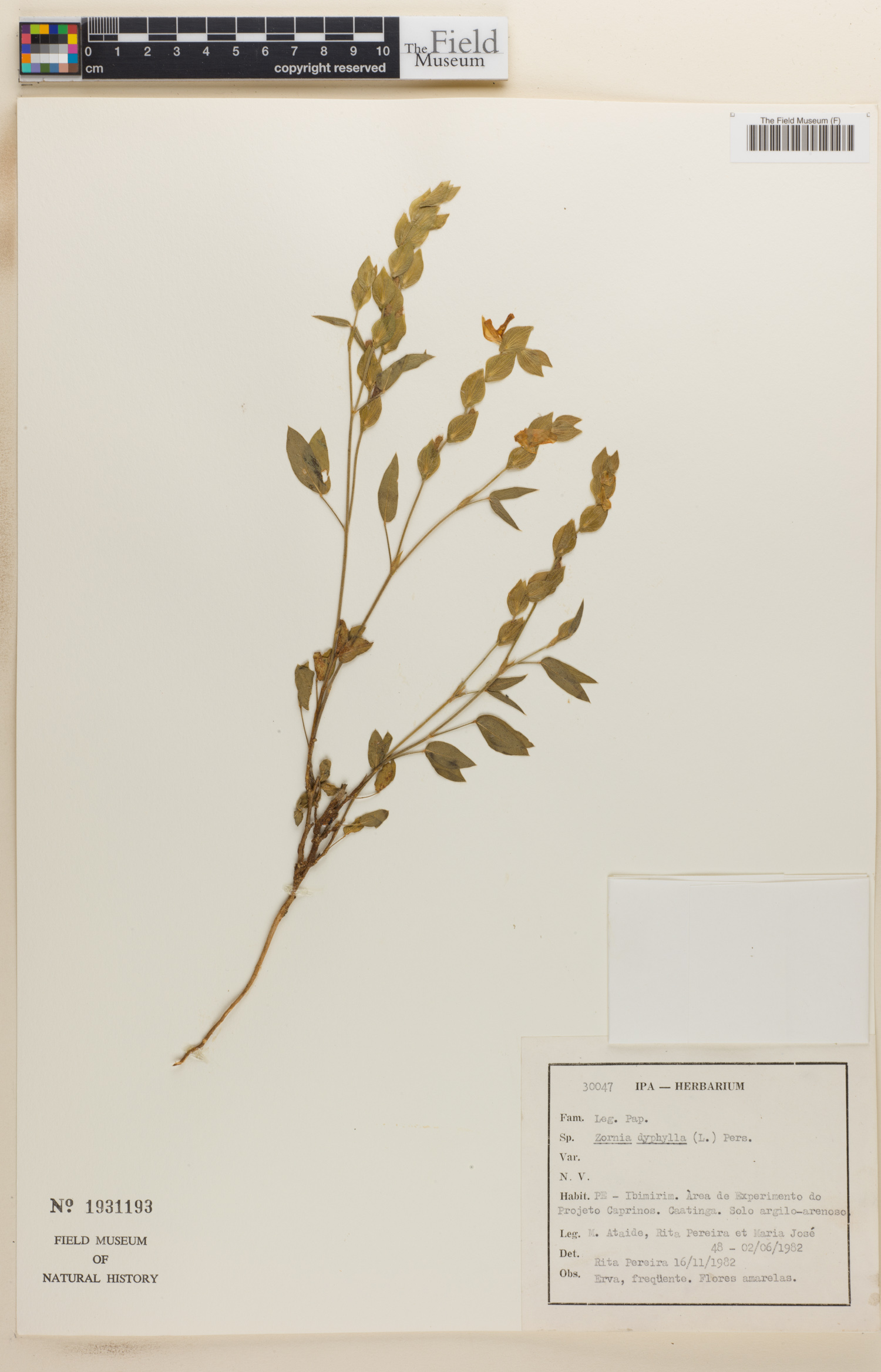 Zornia gemella image