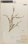 Zornia echinocarpa image