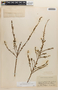 Zornia echinocarpa image