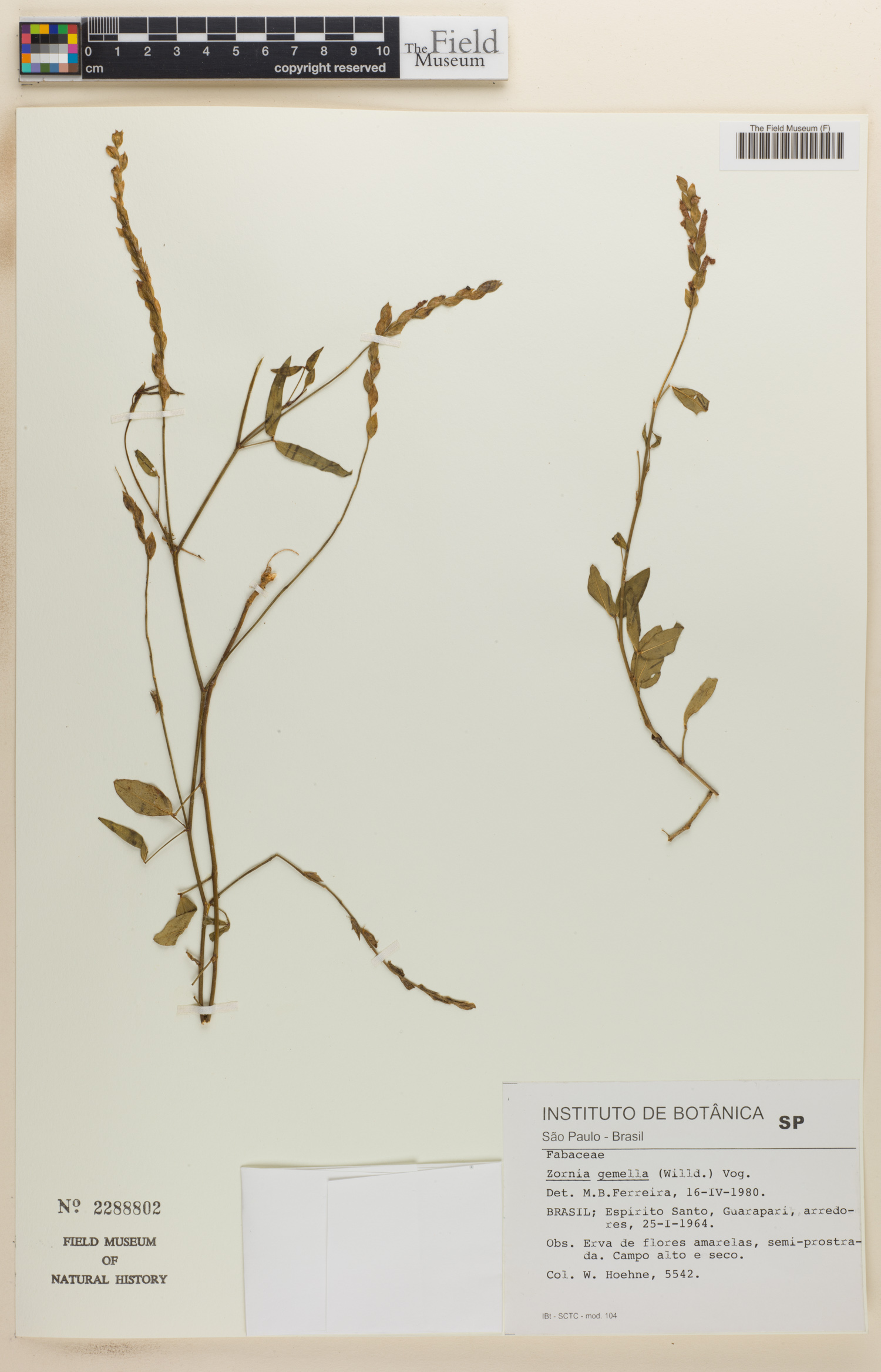Zornia gemella image