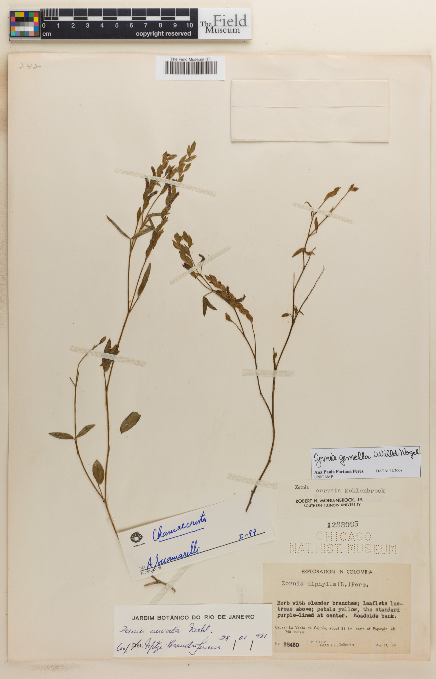 Zornia gemella image