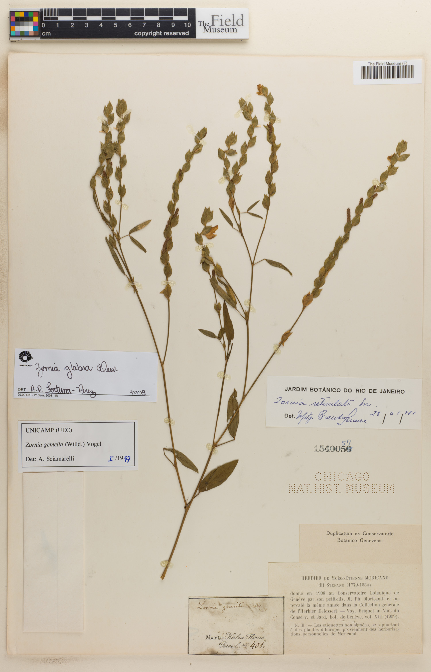 Zornia glabra image
