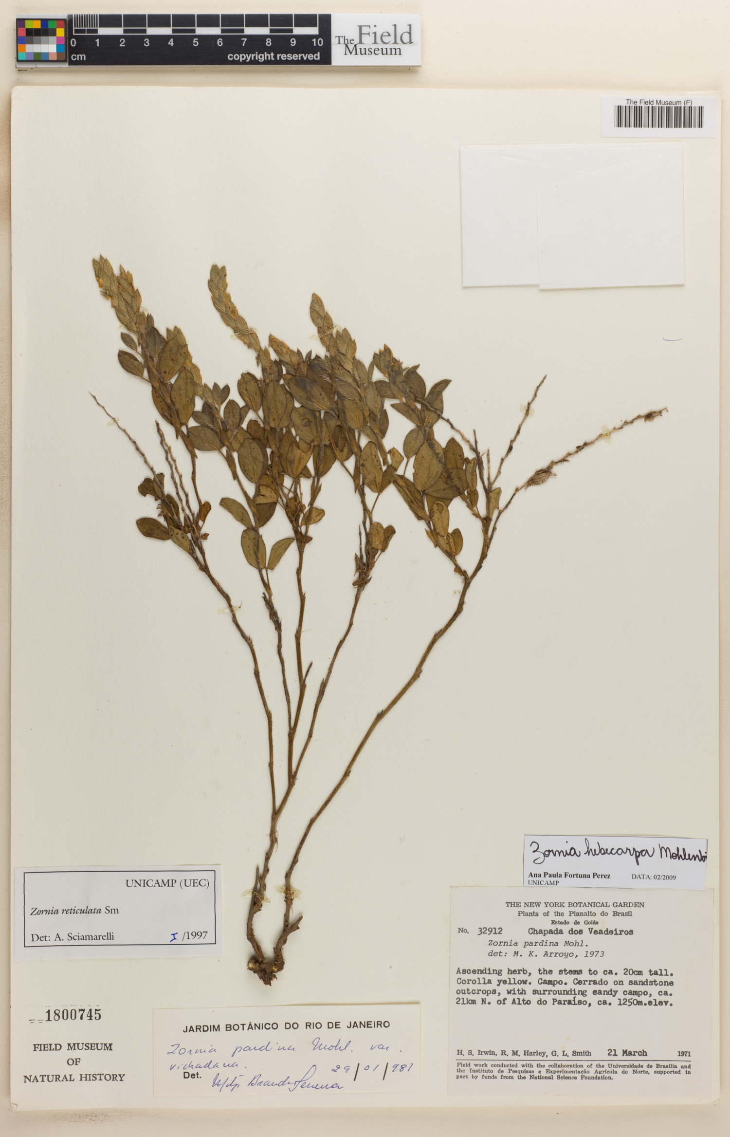 Zornia hebecarpa image