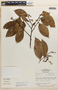 Zollernia grandifolia image