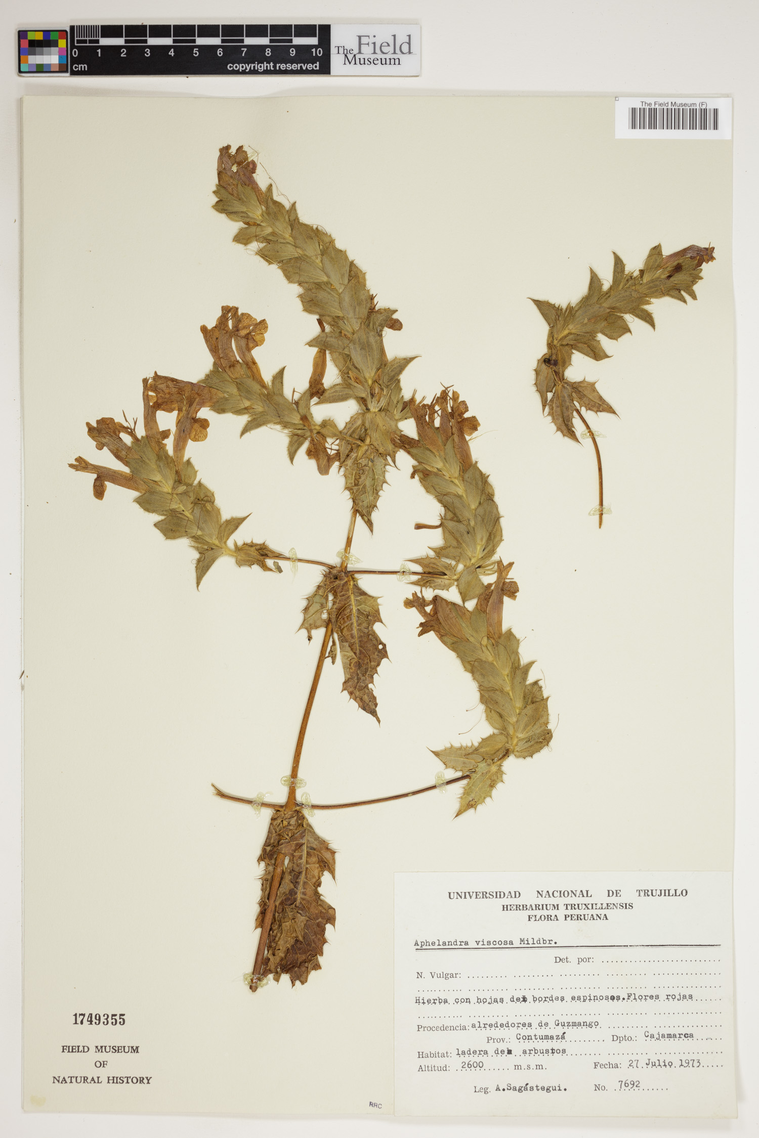 Aphelandra viscosa image