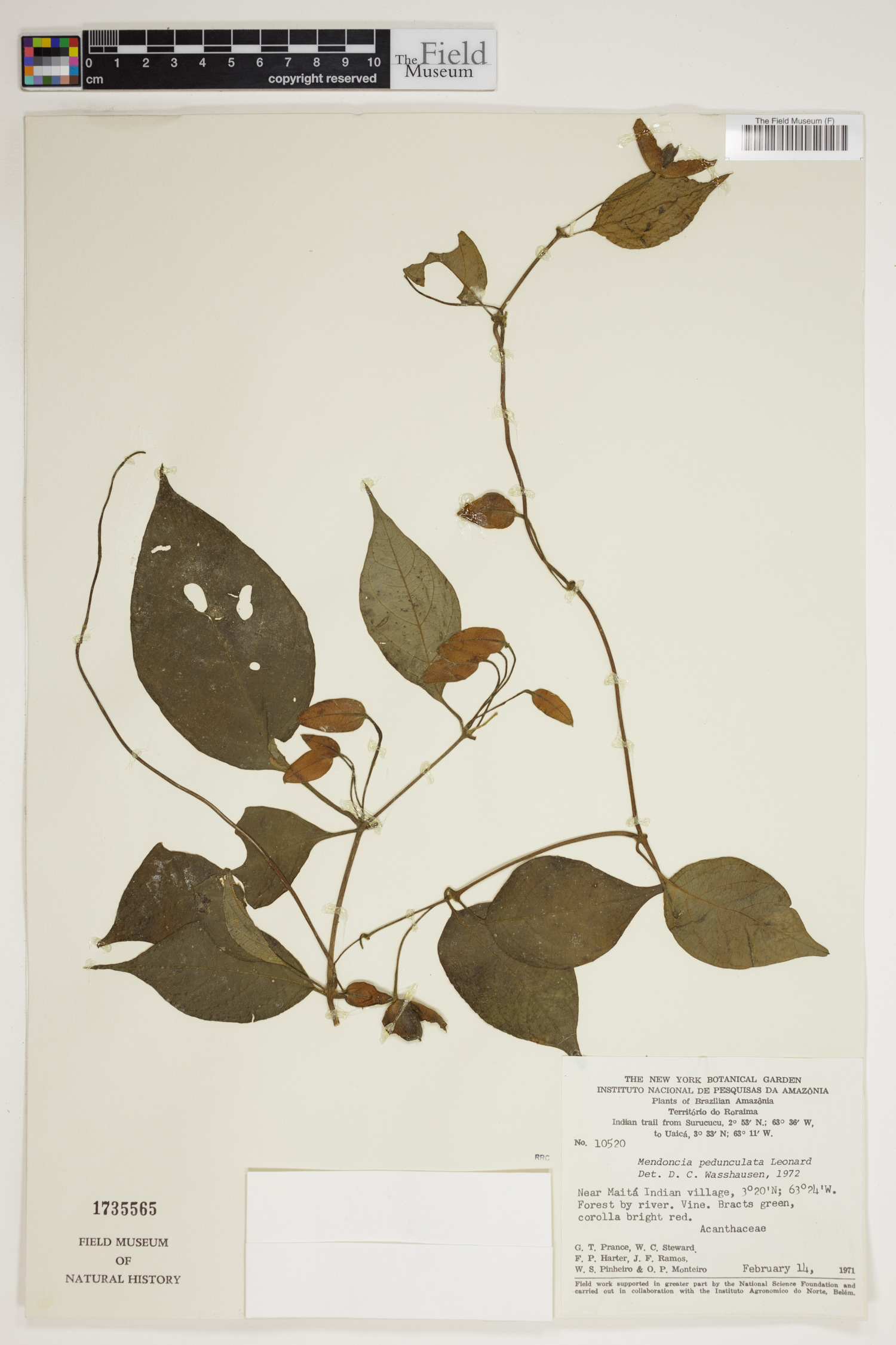 Mendoncia pedunculata image