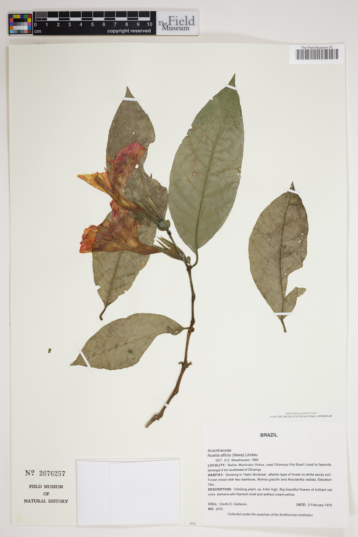 Ruellia affinis image