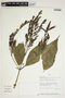 Sanchezia longiflora image