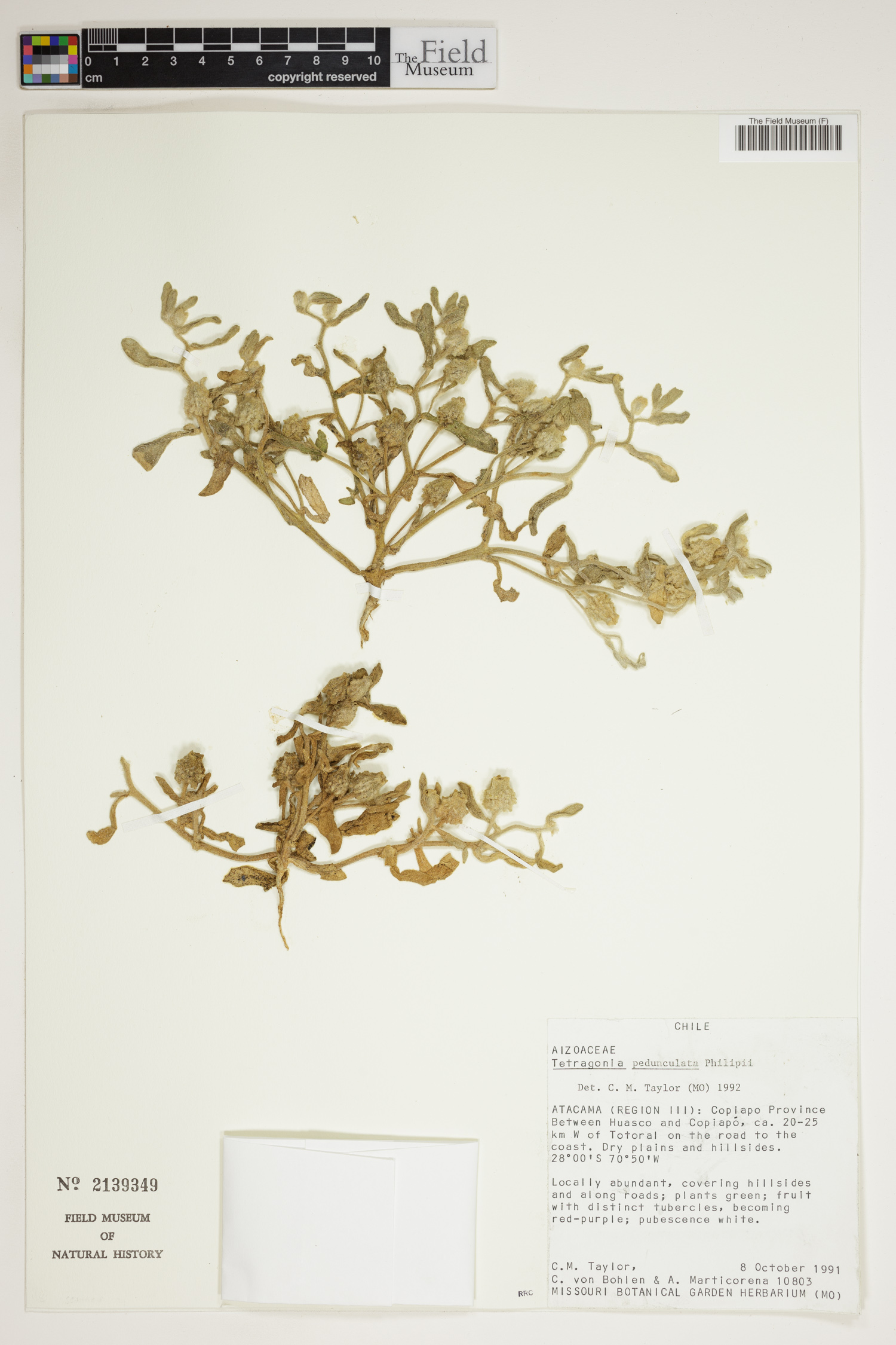 Tetragonia pedunculata image