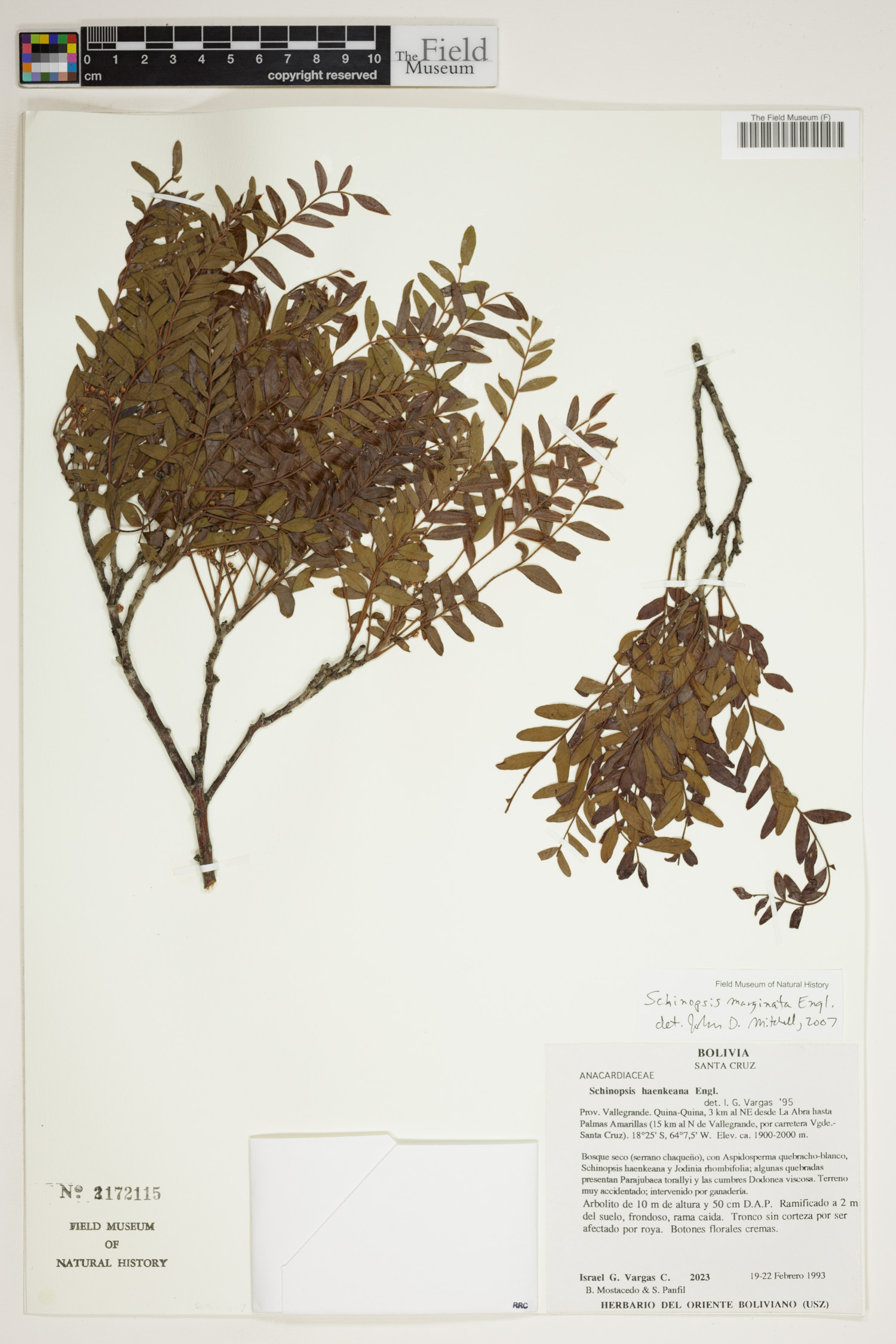 Schinopsis marginata image