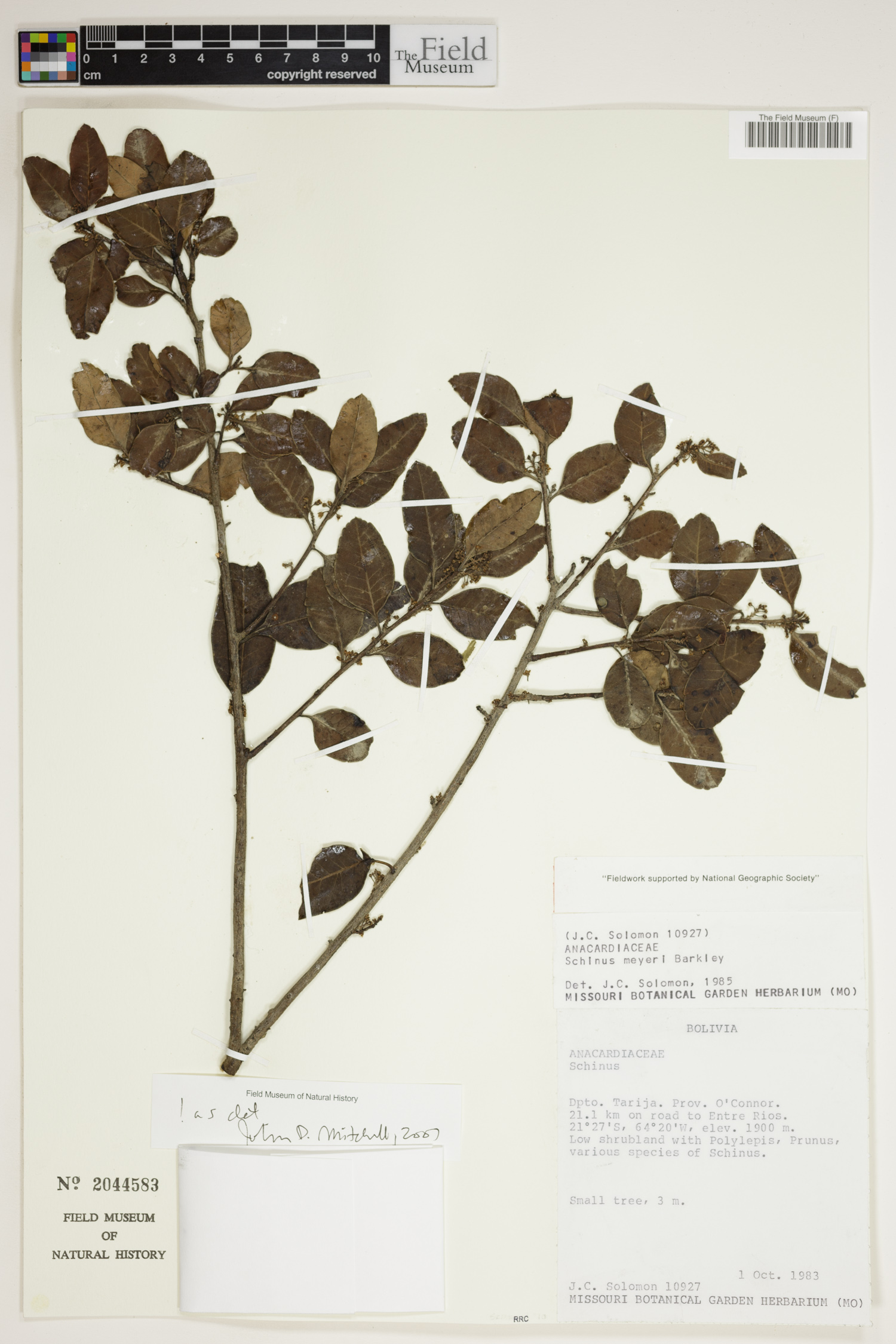 Schinus meyeri image